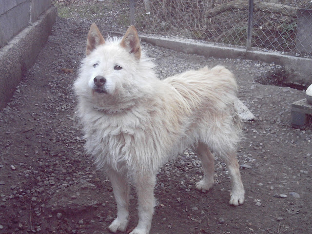 Urgent PERGO, x husky blanc à poil long,né 98 ..  REF 04 ADOPTE RECO0413