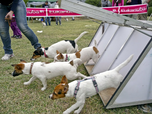 14 settembre jack russell kermesse Bracciano FOTO!! - Pagina 7 Bracciano%20%2890su106%29