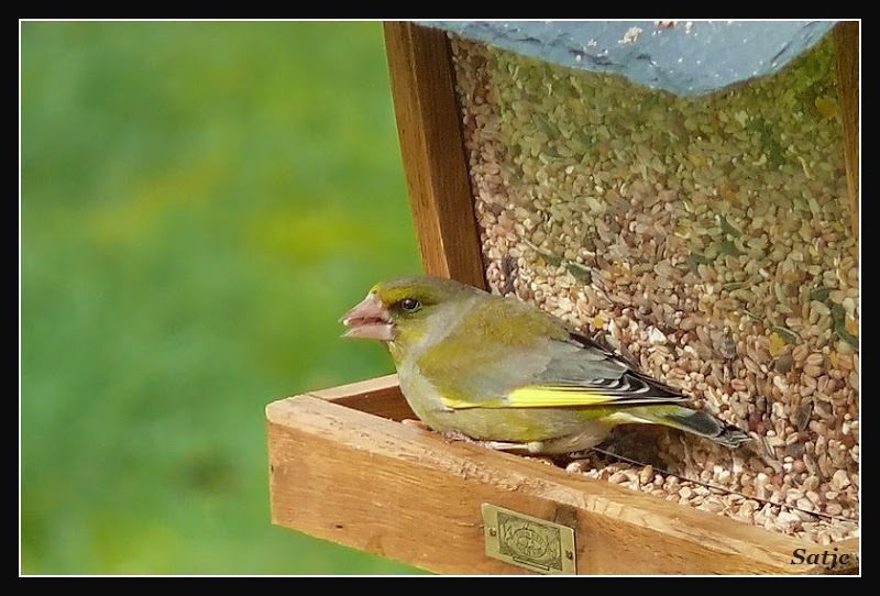 Des petits oiseaux, mais je ne sais pas ce que c'est 004