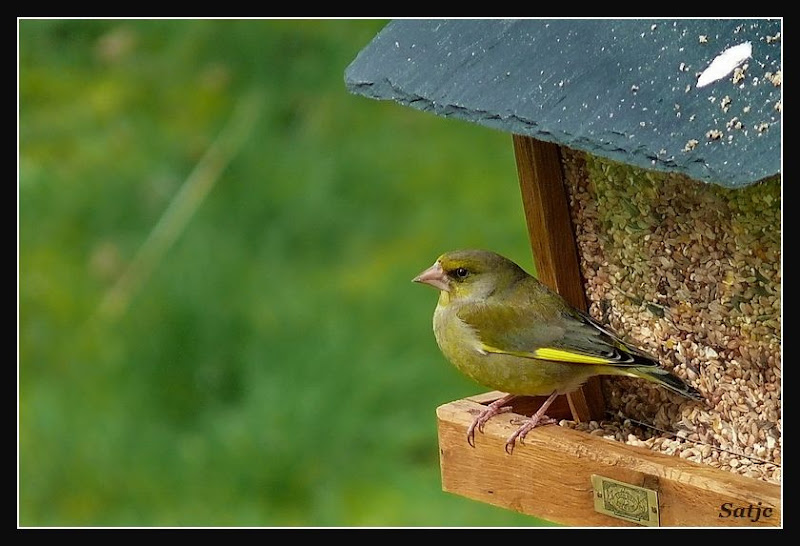 Des petits oiseaux, mais je ne sais pas ce que c'est 003