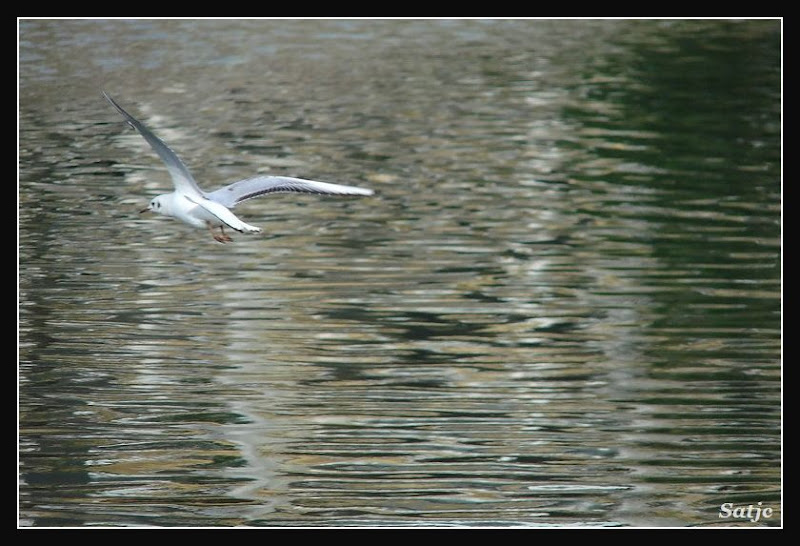 Les Photos du 08/03 au Lac de Noisy Le Grand P1000574