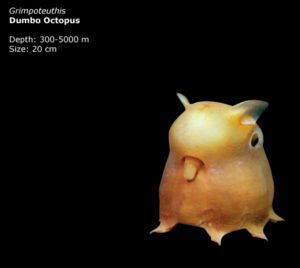 Los más extraños del planeta Dumbo_Octopus%5B1%5D