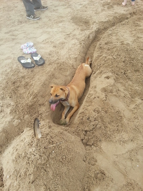 Bella's (staff x abd, 11 months old) day at the beach 20130505_141654