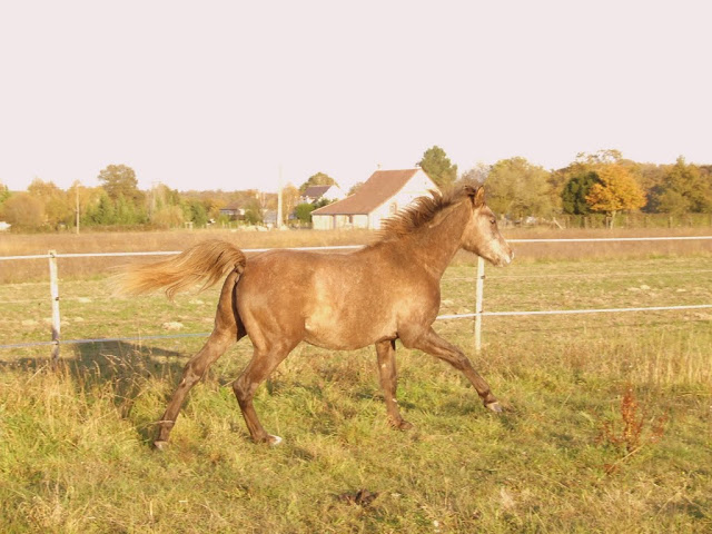 Cherche poney ou petit cheval PP entier mini 3 ans Poulains%252520005