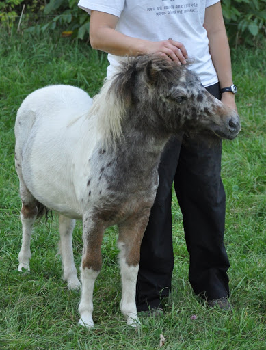 Haras du Krystal: poneys Welsh A !! - Page 14 DSC_0108