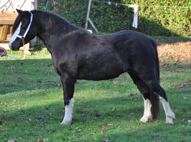 Haras du Krystal: poneys Welsh A !! - Page 14 DSC_0090