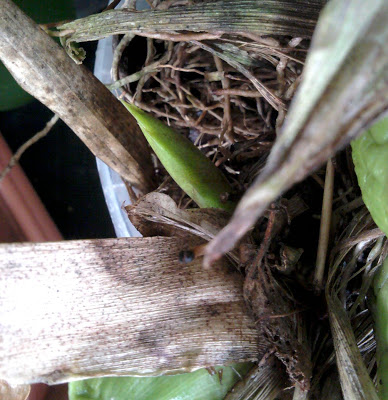 Maxillaria triloris 2013-02-10%252015.12.11.jpg