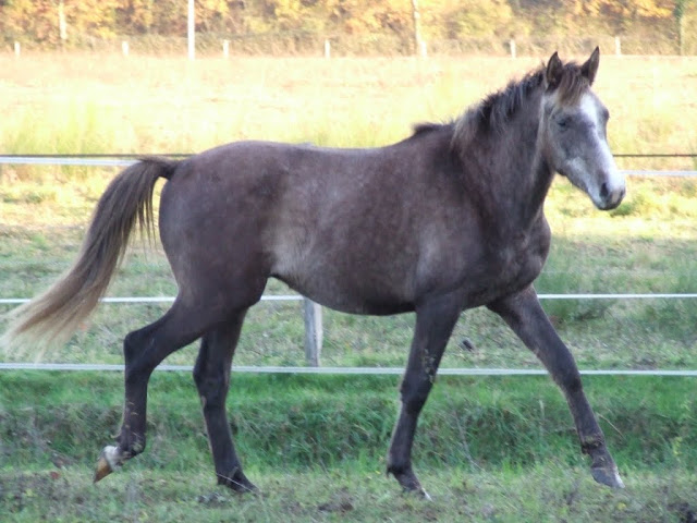 Cherche poney ou petit cheval PP entier mini 3 ans Poulains%252520010