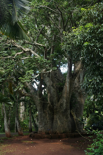 Maurice, le paradis tropical IleMaurice-avril2011%20102