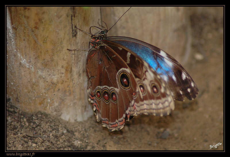 Portraits.... de papillon 029-border