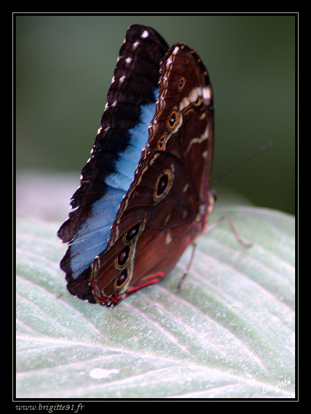 Portraits.... de papillon 033-border