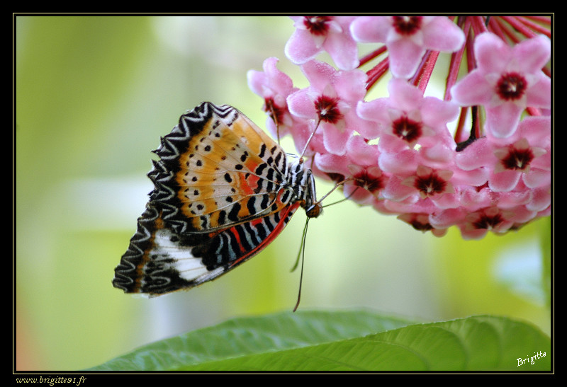 Les papillons (à identifier si vous vous y connaissez...) 048-border