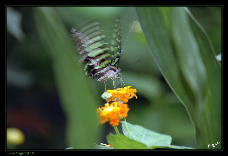 Les papillons (à identifier si vous vous y connaissez...) 059-border