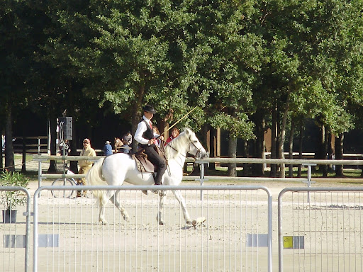 Mondial TREC 2008 - quitation de travail chevaux camargues 20-21-sept_08%20245