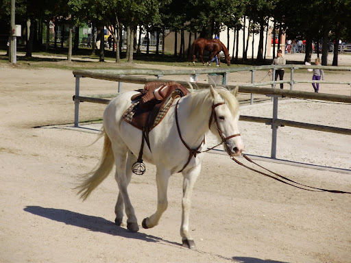 Mondial TREC 2008 - quitation de travail chevaux camargues 20-21-sept_08%20273