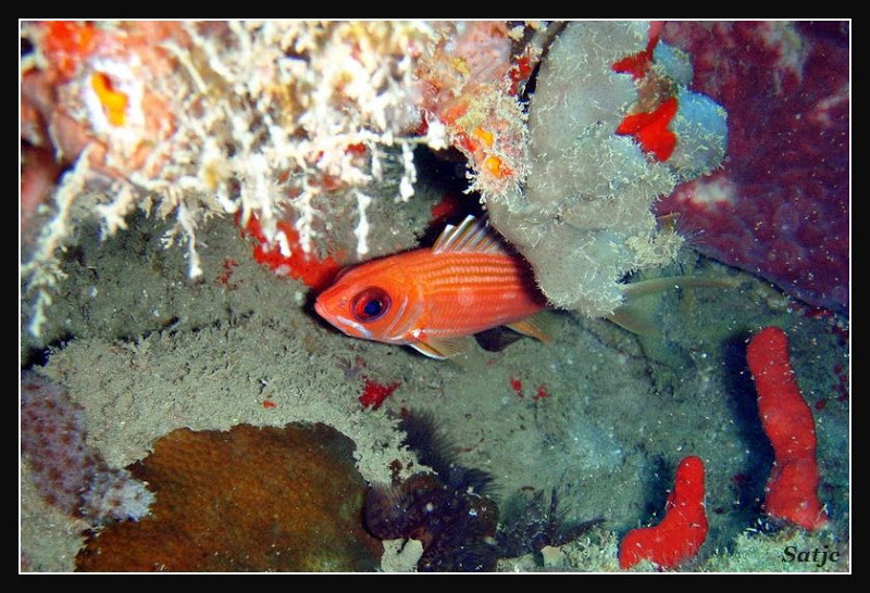 Un petit tour sous l'eau Guadeloupe%202008%20-%20189