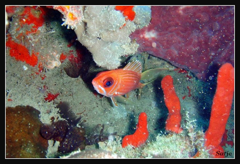 Un petit tour sous l'eau Guadeloupe%202008%20-%20190