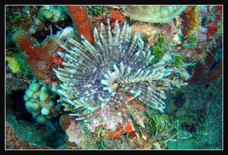 Un petit tour sous l'eau Guadeloupe%202008%20-%20195