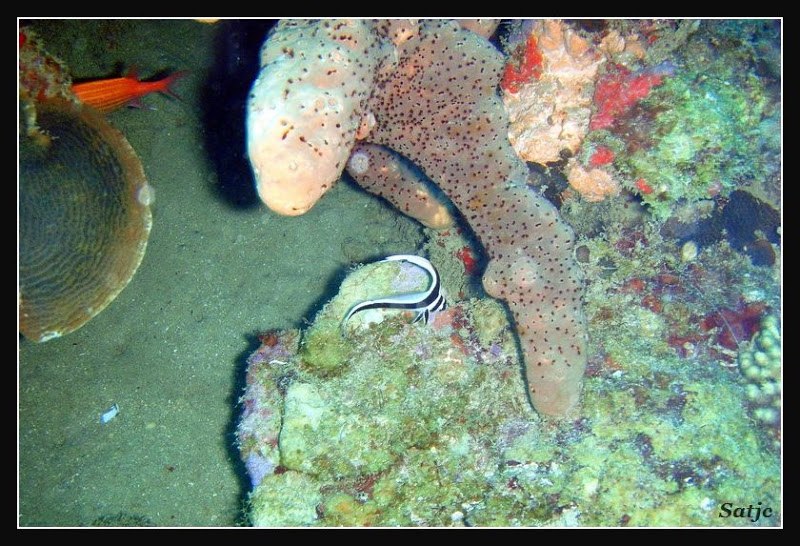 Un petit tour sous l'eau Guadeloupe%202008%20-%20198