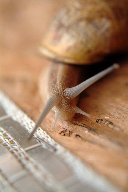 Un escargot bien de chez nous ! 100%206%2015