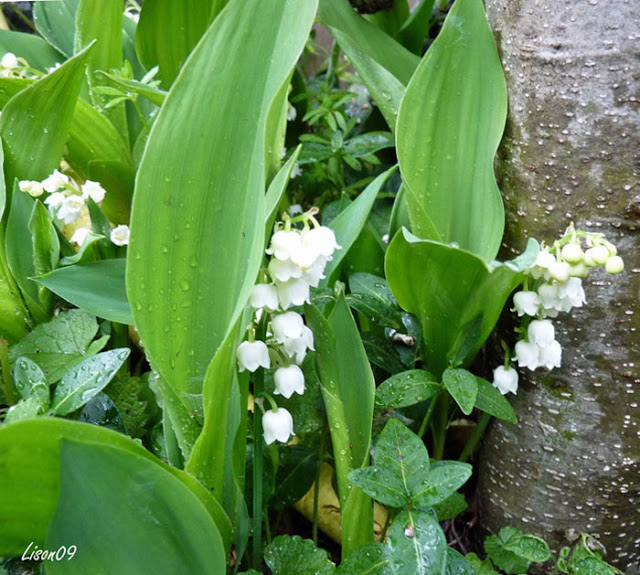 Un brin de Bonheur Muguet%2001