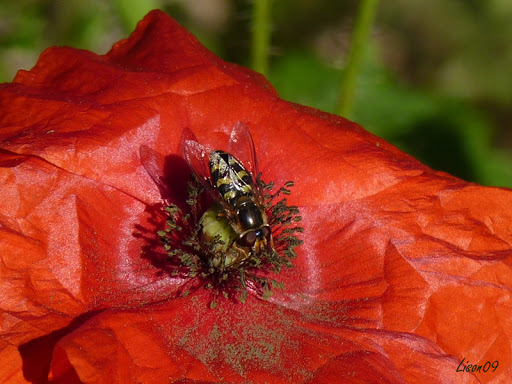 un syrphe Dasysyrphus%20albostriatus02%20copie