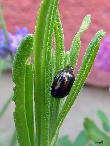 Mangeur de lavande ! P1070965%20Chrysolina