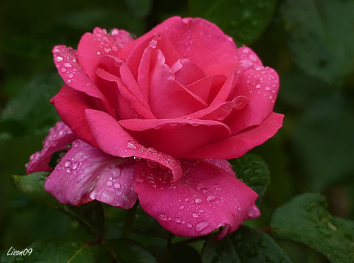 Pluie de roses et roses sous la pluie Rose1070687