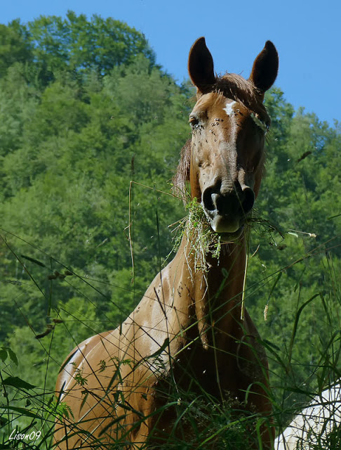 Un cheval....des chevals Cheval1120542