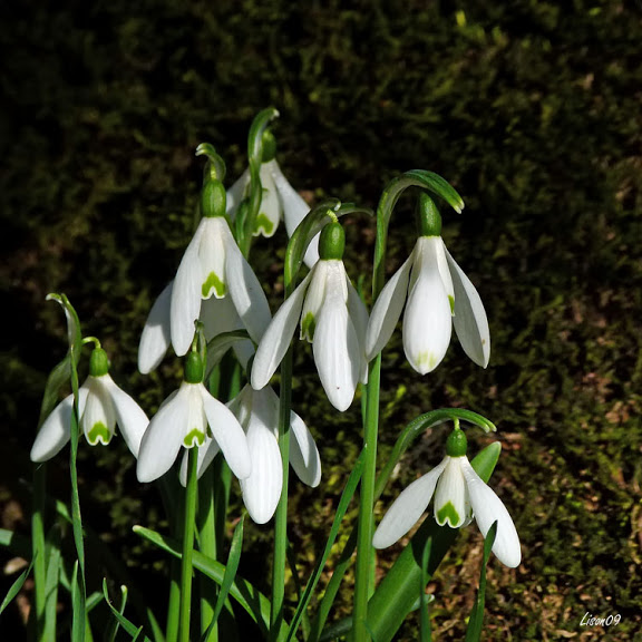 Premières fleurs + ajouts Perces-neige1130887