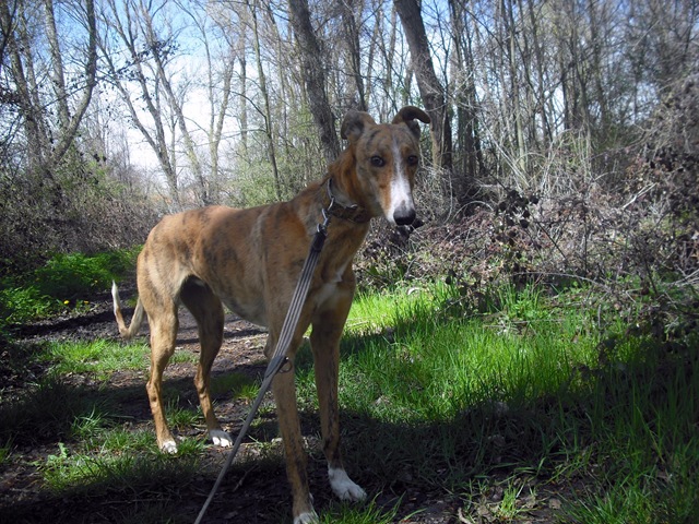 galgo - [Resuelto]Rayo, galgo de 1 año busca casa de acogida o adoptante (León) DSCF5321%5B4%5D