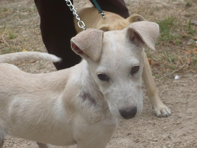 BLANQUITA - Cachorrita atropellada y deshidratada necesita acogida - Jaen Blanca%2013