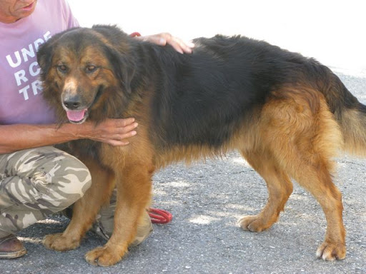 SOS Alsan se laisse mourir de faim ! ADOPTE Aslan5