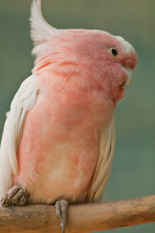 BIRDIE @ BIRD PARK _K7_8876