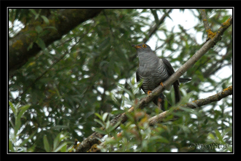 COUCOU GRIS 06juin2010_1157_GF