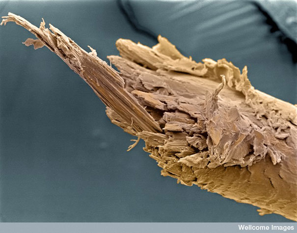 عالم أقرب إلى الخيال .... عالم عبر المجهر Looking-at-the-World-through-a-Microscope-split-human-hair