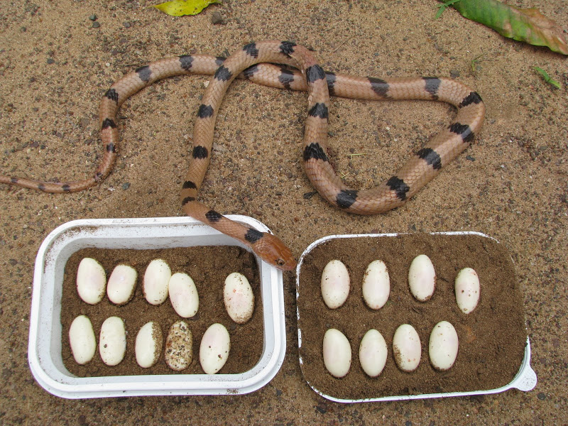 Telescopus egg extraction - North Zululand - South Africa. IMG_6128