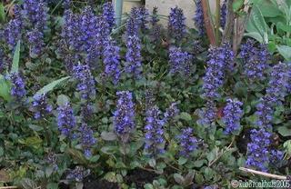 Ajugaa Retns Bugleweed%E2%80%93Ajuga%20reptans