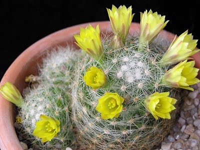 الصباريات كيفية زراعتها والعناية بها Cactuses Mammillariabaumii2%5B7%5D