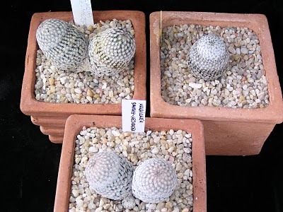 الصباريات كيفية زراعتها والعناية بها Cactuses Mammillariasanchezmejoradeagrupo2%5B4%5D