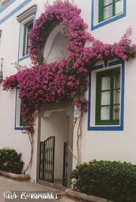 زراعة نبات الجهنمية Bougainvillea  Bougainvillea_glabra_1%5B4%5D