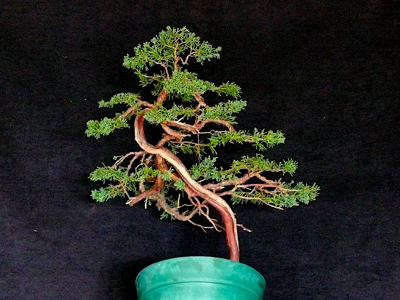 Blaauw Juniper Restyle P1070603