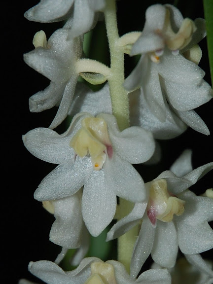 Une petite blanche en fleur! CSC_0003