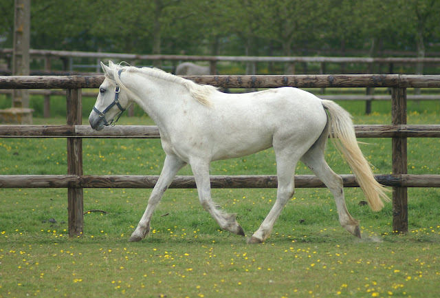 Elevage Evince, poneys Welsh et Connemara - Page 5 PICT0341