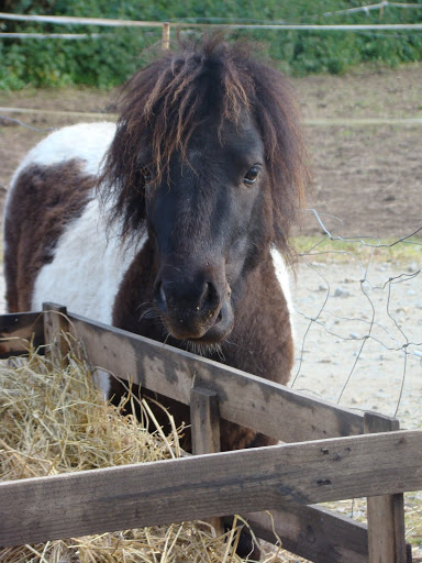 Tomy poney type mini shetland né en 2008 ( à parrainer)  DSC05767