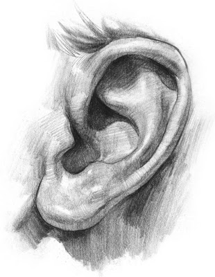 Vẽ ngũ quan chân dung: Tai, miệng Ear1