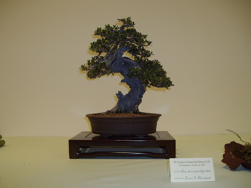 XX CONGRESO NACIONAL DE BONSAI, BENALMADENA 2007 IMGP0742