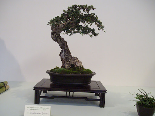 XX CONGRESO NACIONAL DE BONSAI, BENALMADENA 2007 IMGP0757