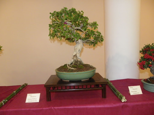 I Jornadas de Otoño de Bonsai- Villanueva de la Concepción IMGP0600