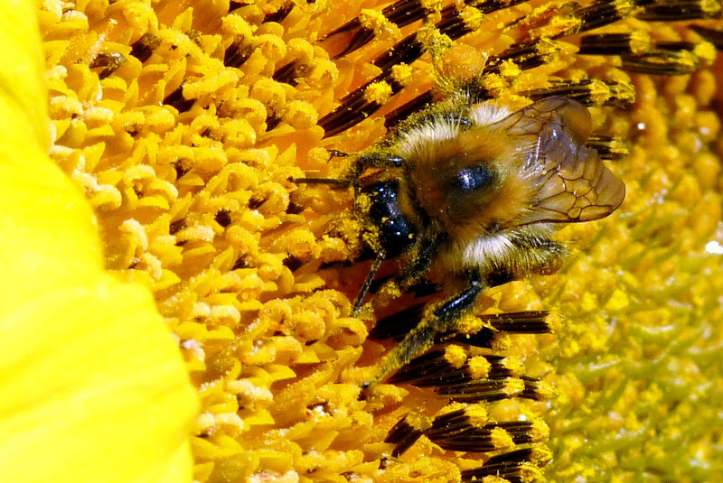 festin de pollen P1000593